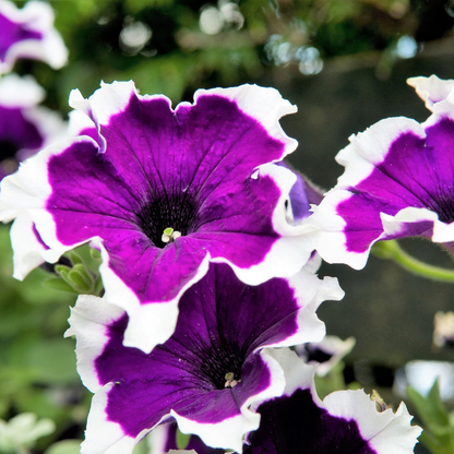 Picotee Mix Petunia Flower Seeds