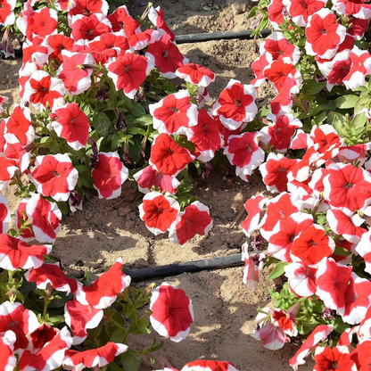 Picotee Mix Petunia Flower Seeds