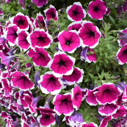 Picotee Mix Petunia Flower Seeds