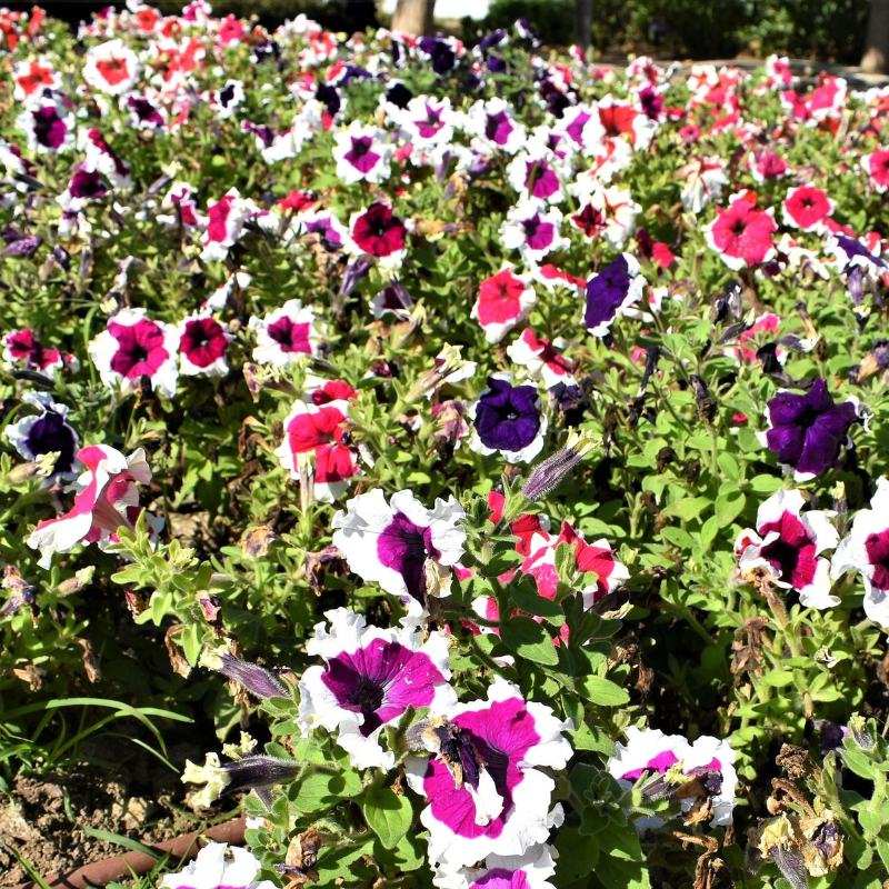 Picotee Mix Petunia Flower Seeds