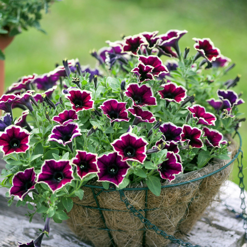 Picotee Mix Petunia Flower Seeds