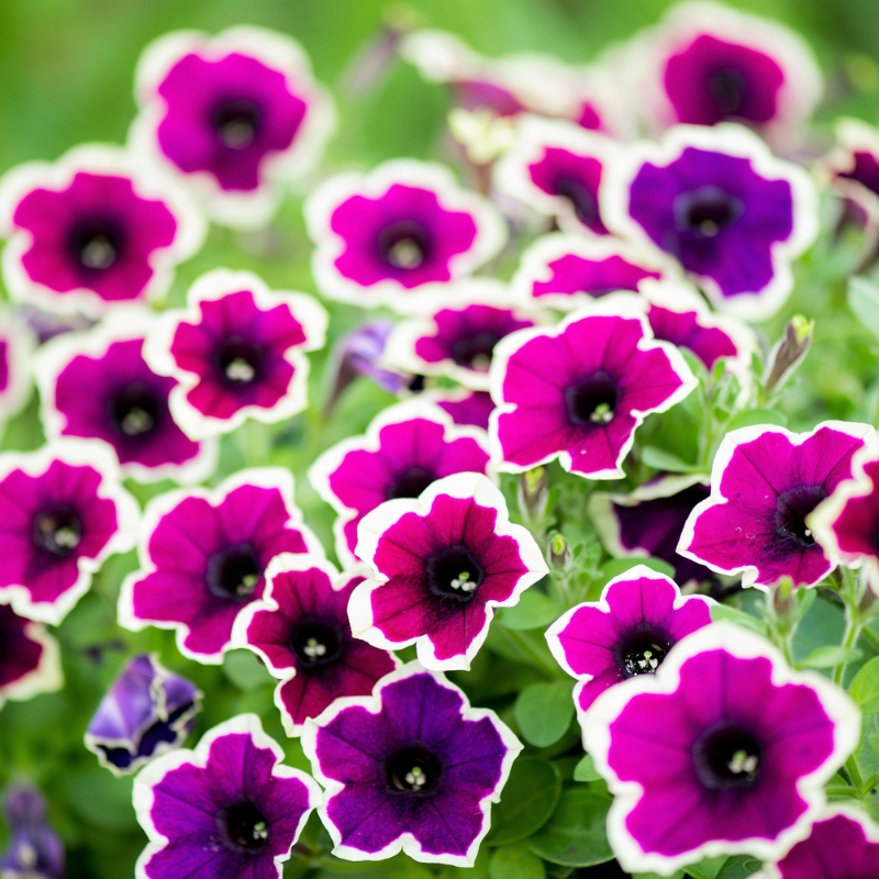 Picotee Mix Petunia Flower Seeds