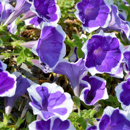 Picotee Mix Petunia Flower Seeds