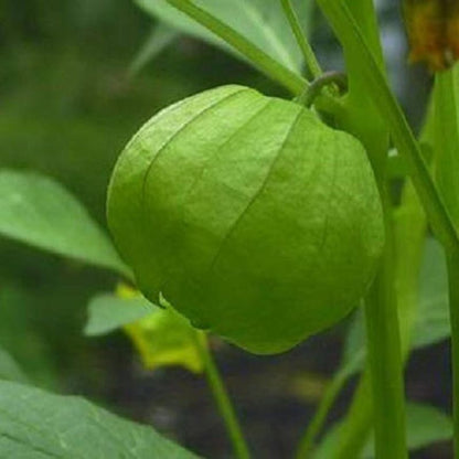 Pineapple Tomatillo Vegetable Seeds