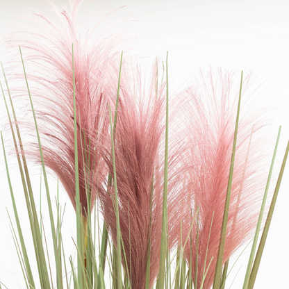 Pampas Grass Ornamental Seeds