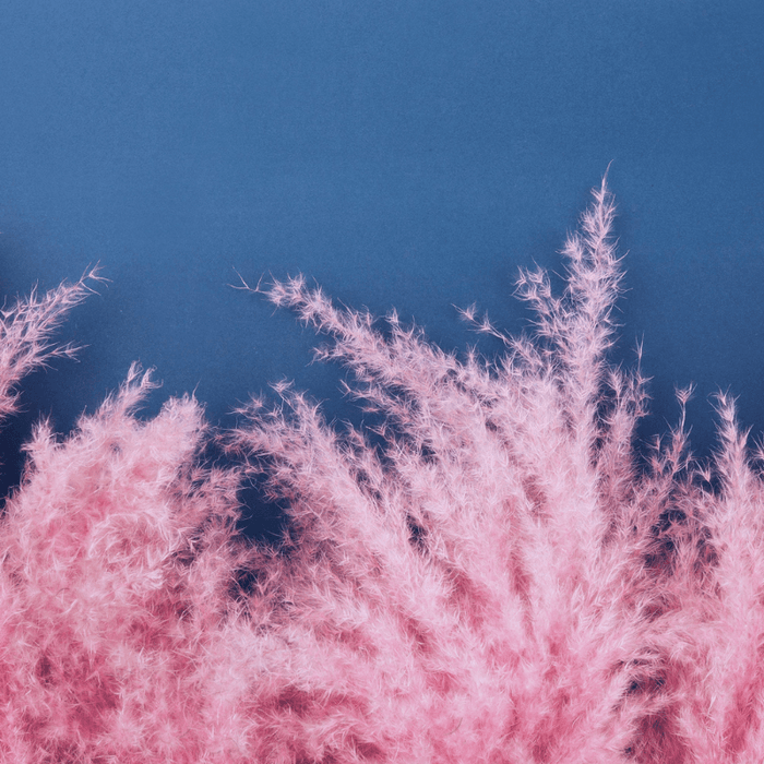Pampas Grass Ornamental Seeds