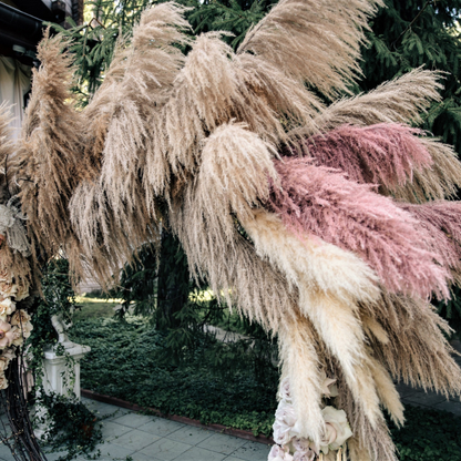 Pampas Grass Ornamental Seeds