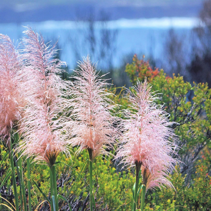 Pampas Grass Ornamental Seeds