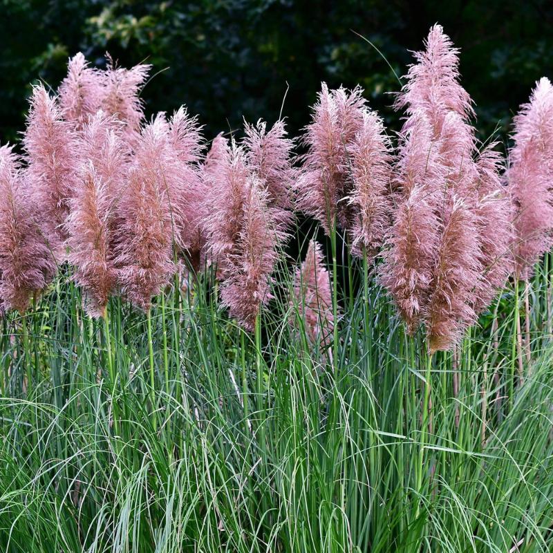 Pampas Grass Ornamental Seeds