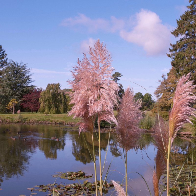 Pampas Grass Ornamental Seeds