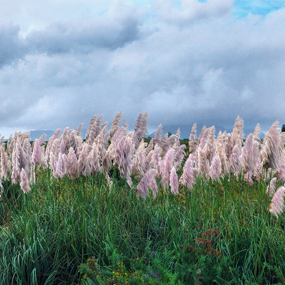 Pampas Grass Ornamental Seeds