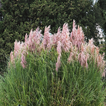 Pampas Grass Ornamental Seeds