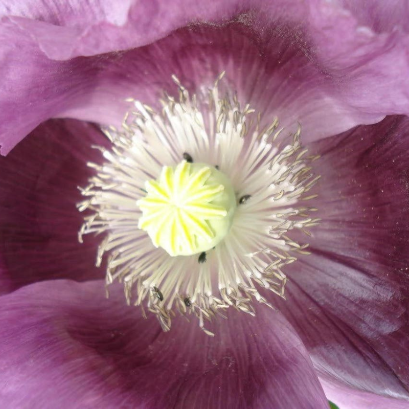 Poppy Reseeding Annuals