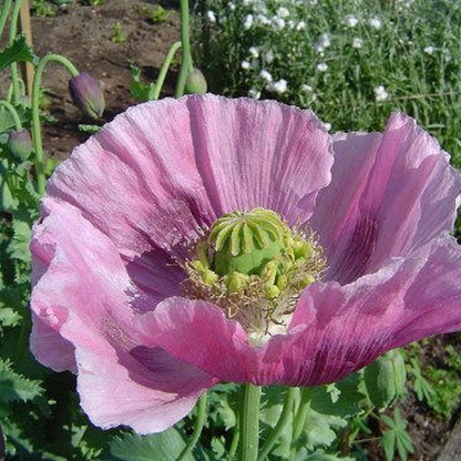 Poppy Reseeding Annuals