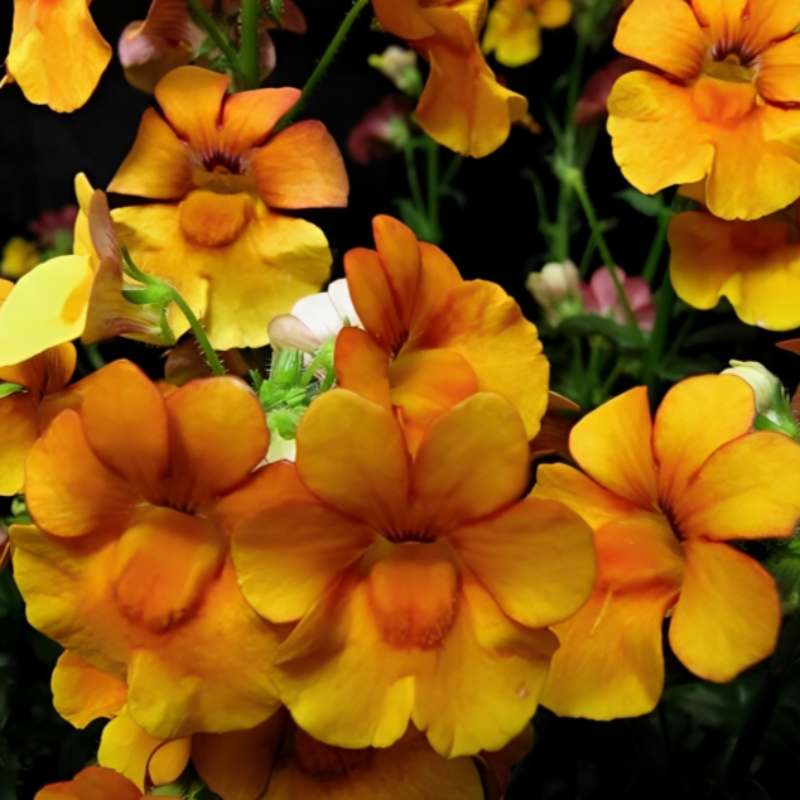 Prince Nemesia Flower Seeds