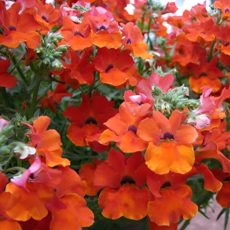 Prince Nemesia Flower Seeds