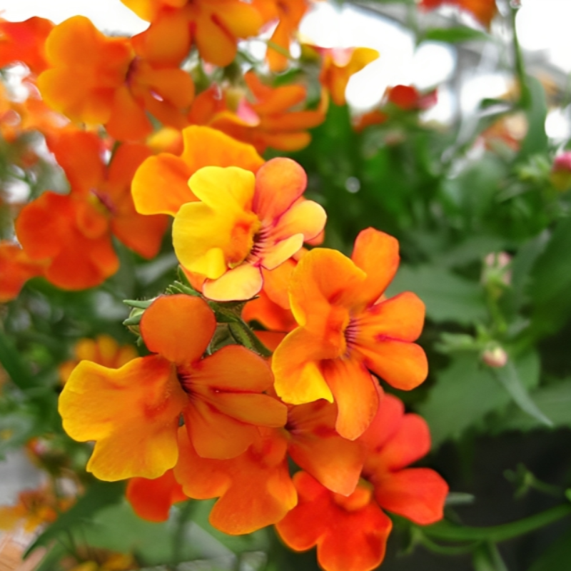 Prince Nemesia Flower Seeds