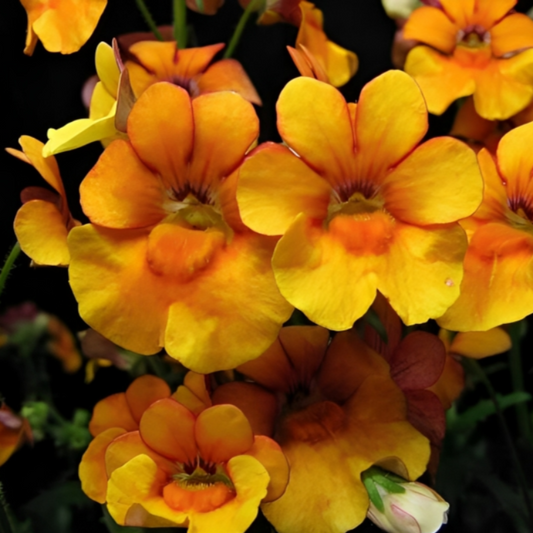 Prince Nemesia Flower Seeds