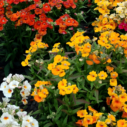 Prince Nemesia Flower Seeds