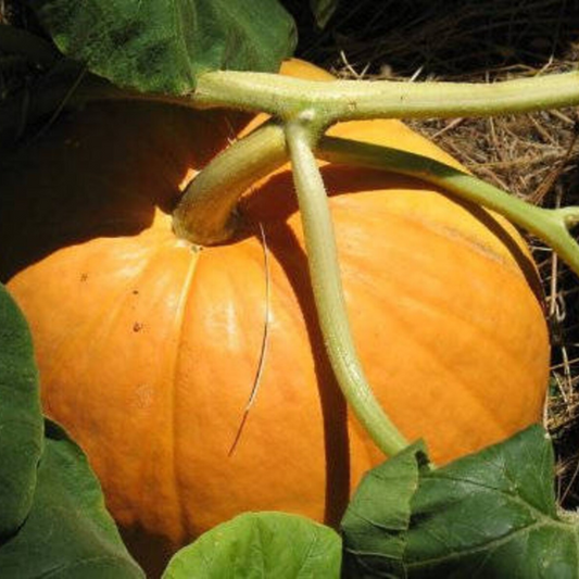 Pumpkin Vegetable Seeds