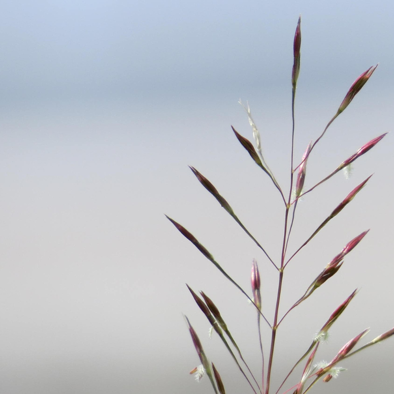 Lovegrass Seeds