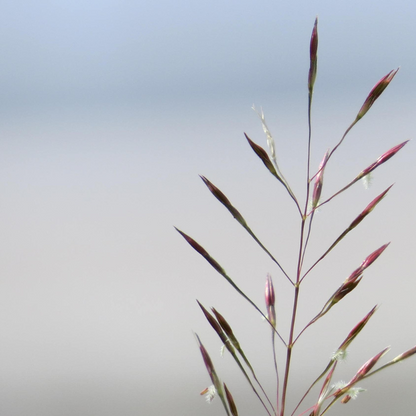 Lovegrass Seeds