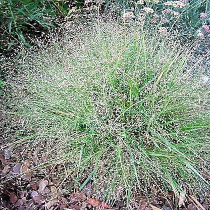 Lovegrass Seeds