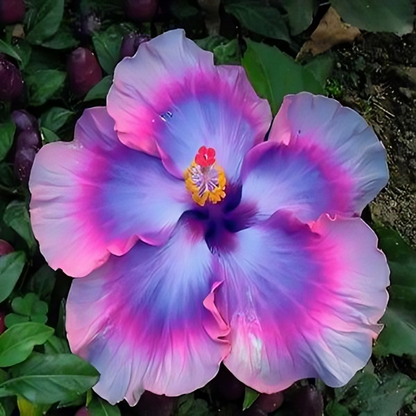 Giant Ombre Hibiscus Exotic Coral Flowers Seeds