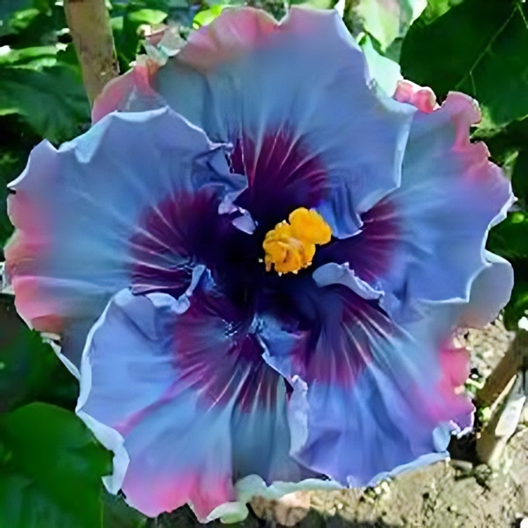 Giant Hibiscus Coral Flowers Seeds