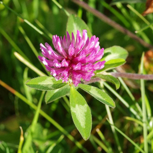 Clover Seeds