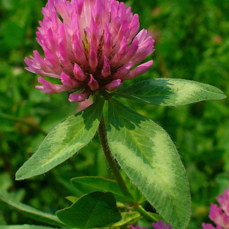 Clover Seeds