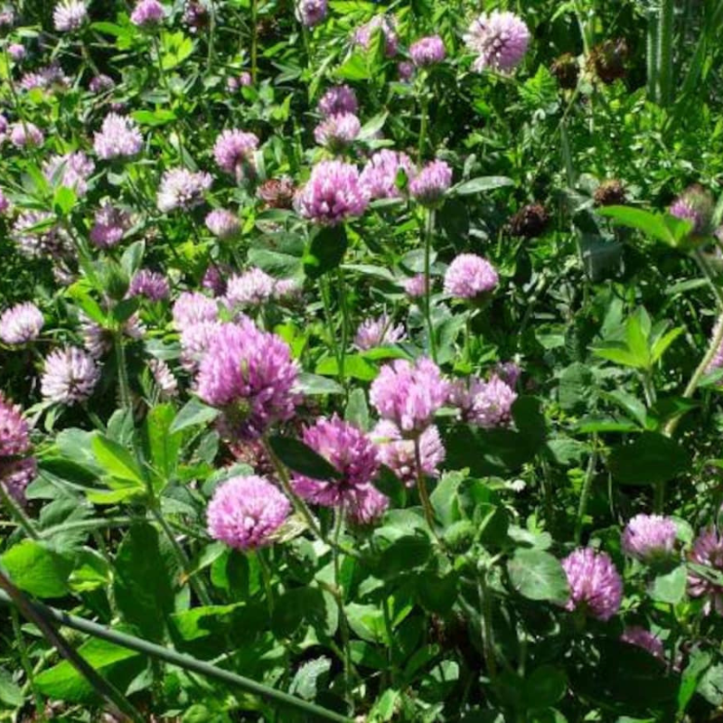 Clover Seeds