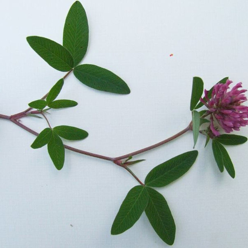 Clover Seeds