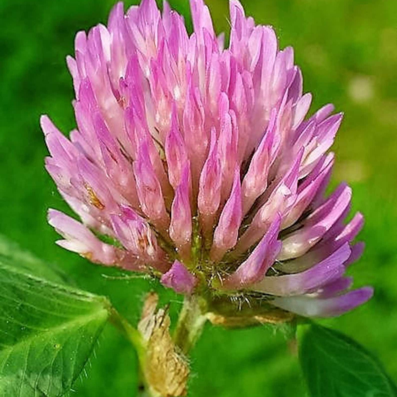 Clover Seeds