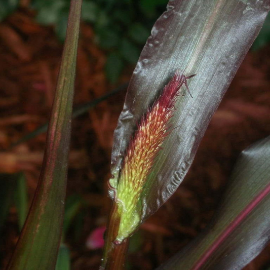 Jewel Millet Ornamental Seeds