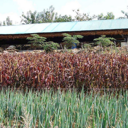 Jewel Millet Ornamental Seeds