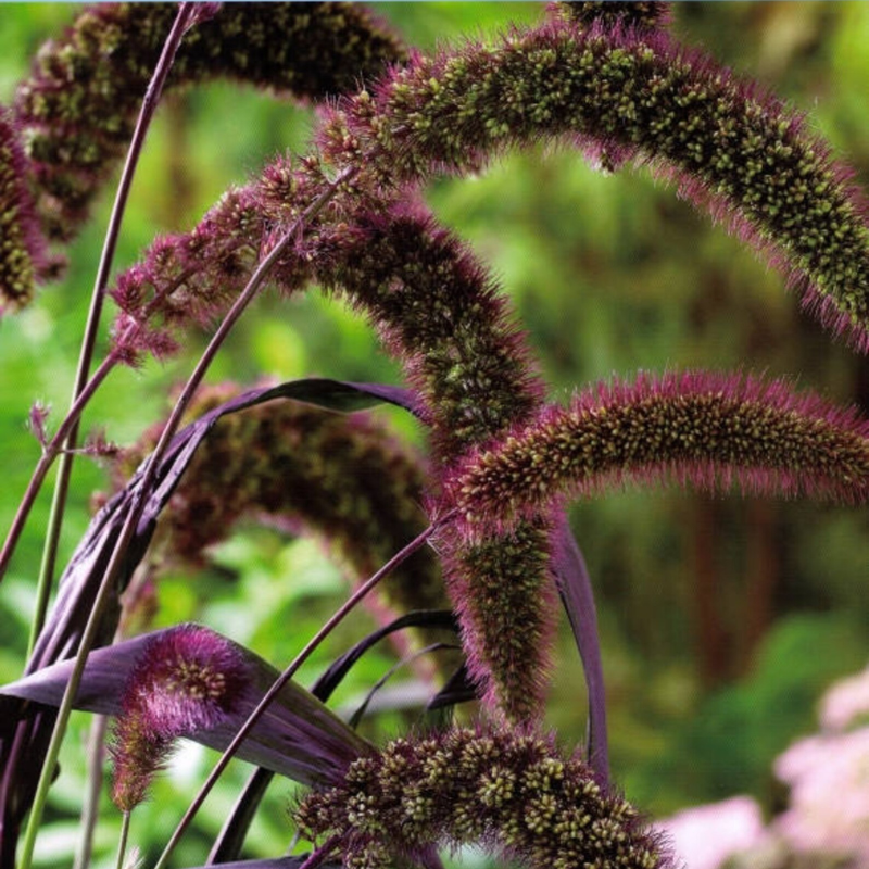 Jewel Millet Ornamental Seeds