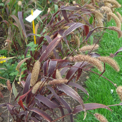 Jewel Millet Ornamental Seeds