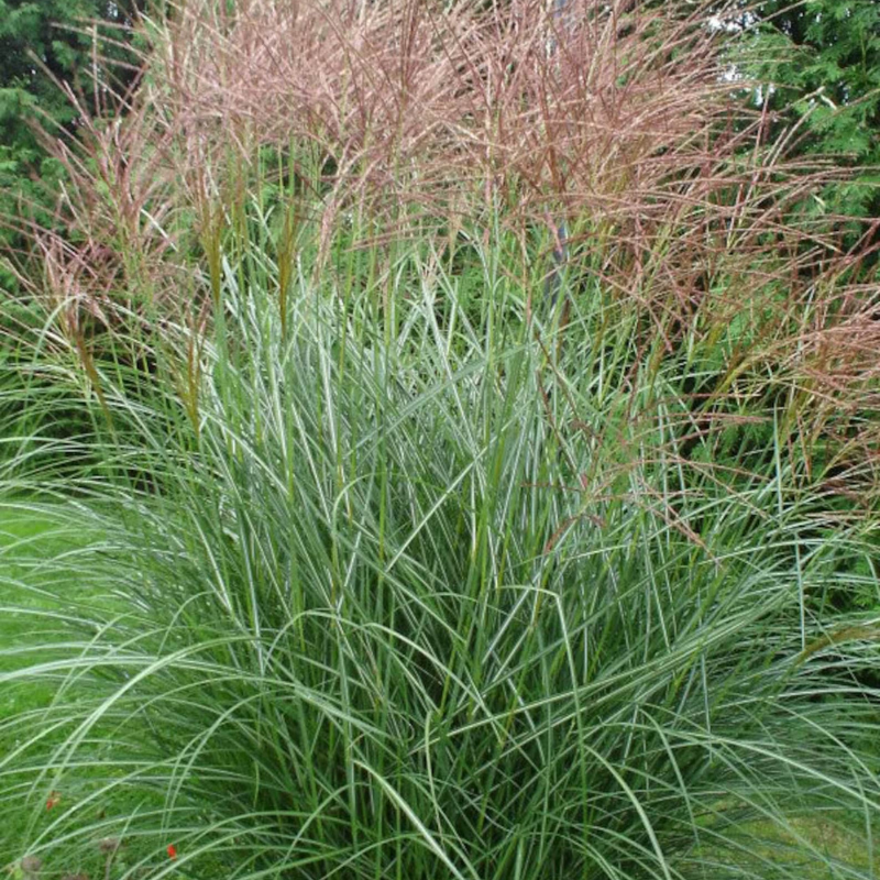 Maiden Grass Seeds – USA SEED VILLAGE