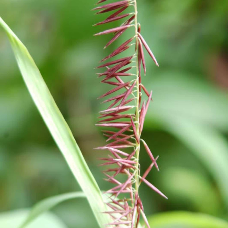 Spire Melic Grass Seeds