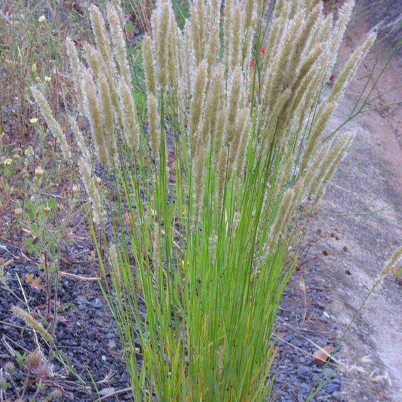 Spire Melic Grass Seeds