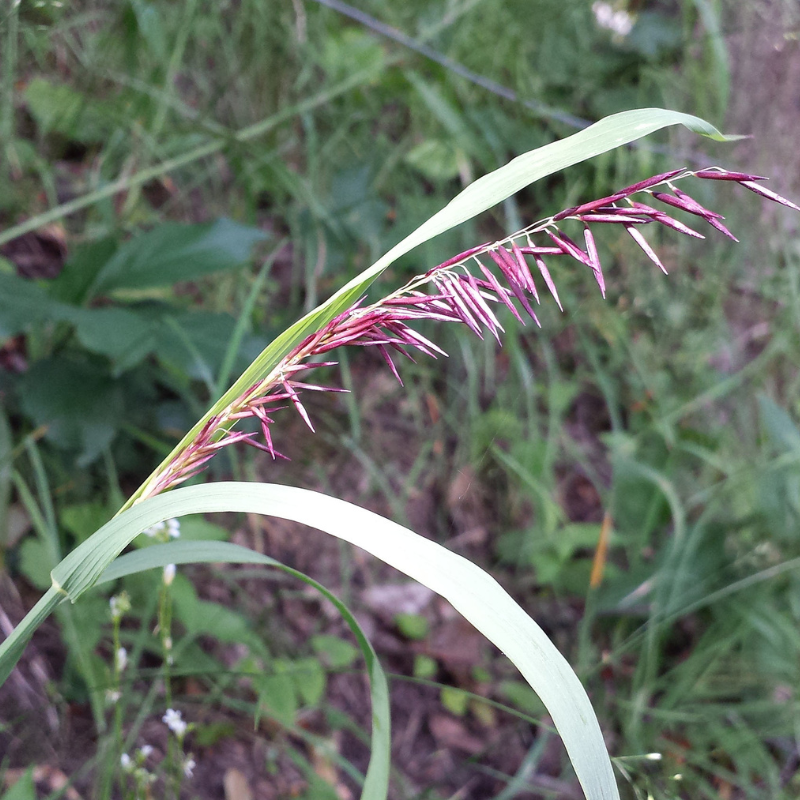 Spire Melic Grass Seeds