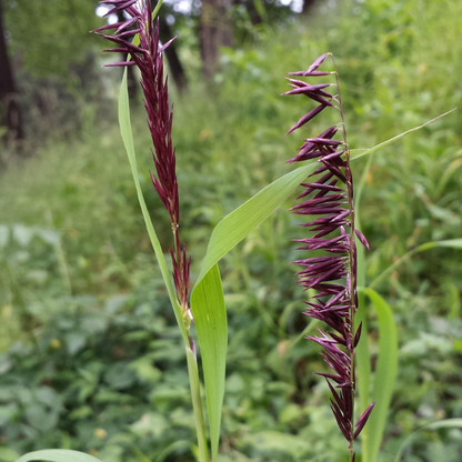 Spire Melic Grass Seeds