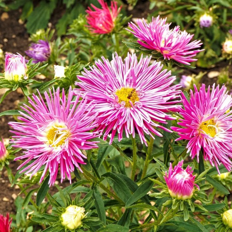 Rose Needle Aster Flower Seeds