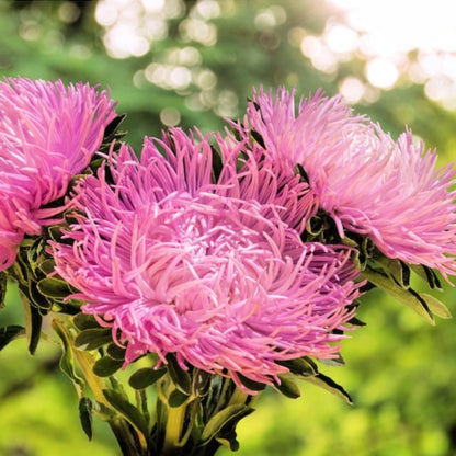 Rose Needle Aster Flower Seeds