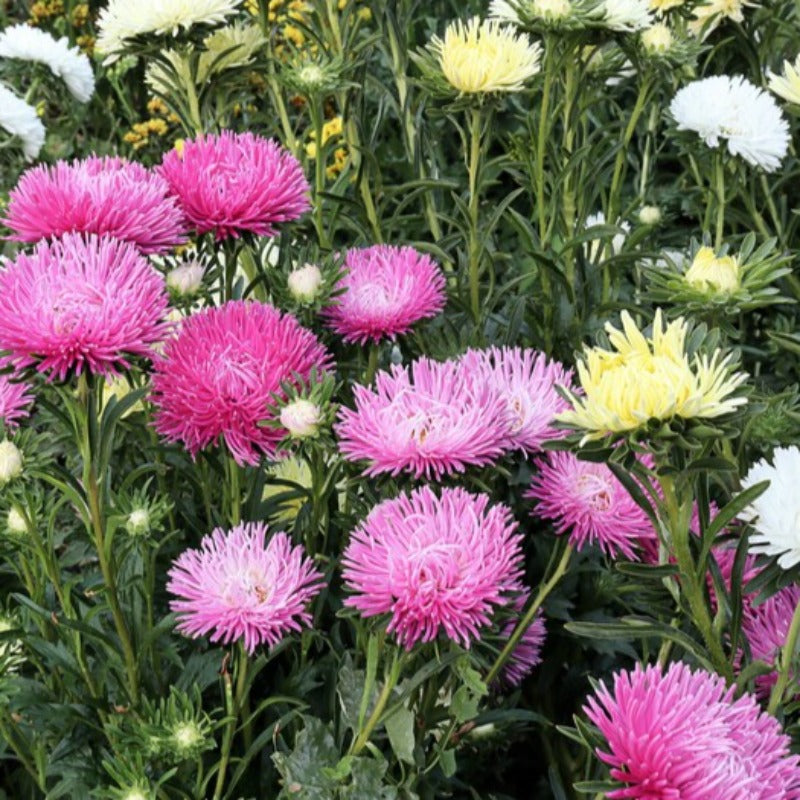 Rose Needle Aster Flower Seeds