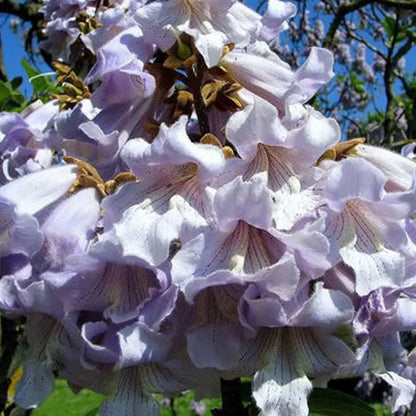 Royal Paulownia Empress Tree Seeds