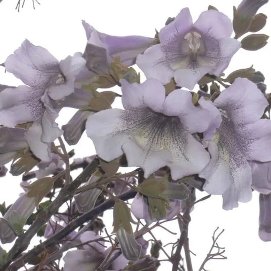 Royal Paulownia Empress Tree Seeds