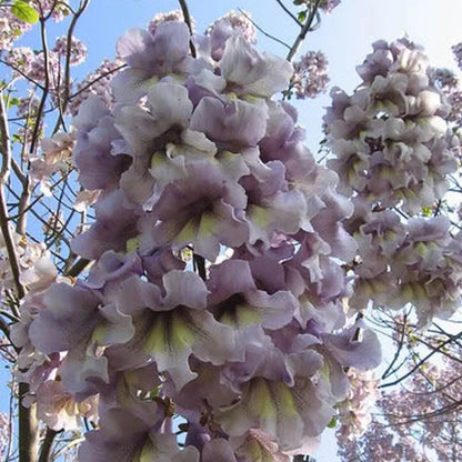 Royal Paulownia Empress Tree Seeds