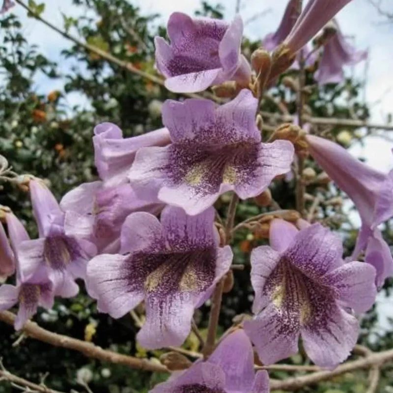 Royal Paulownia Empress Tree Seeds